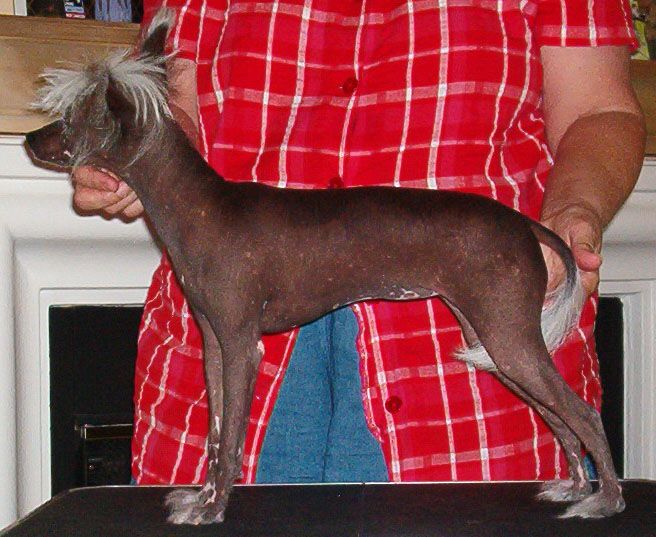 Galaxy Jato Tiger Lily