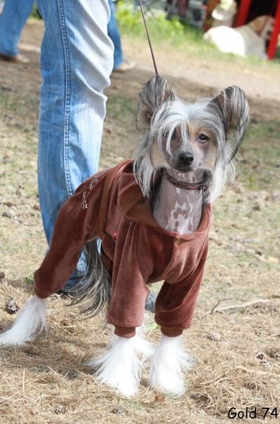 Vendi Moira Enzhela Darling