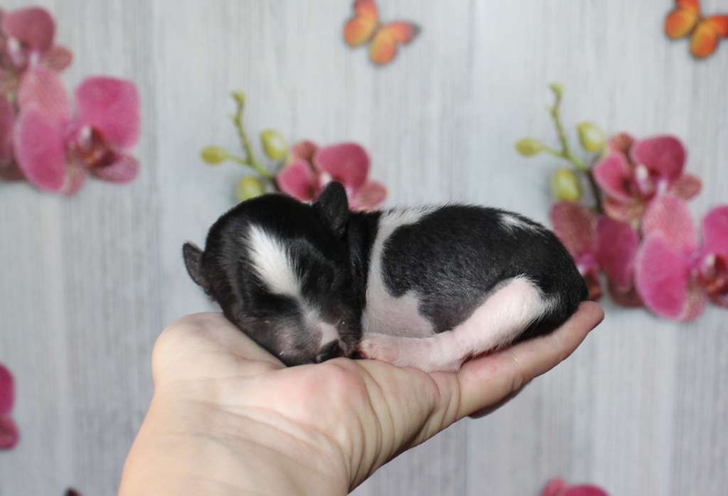 Charuyuschiy Soblazn Etude in bright colors