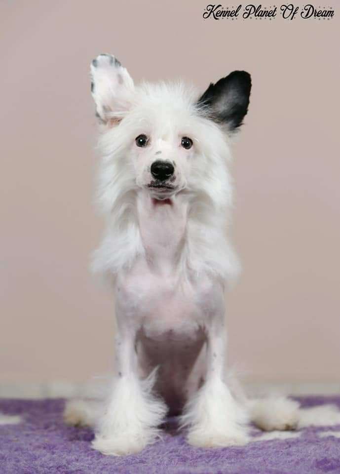 Jeda Planet Of Dream