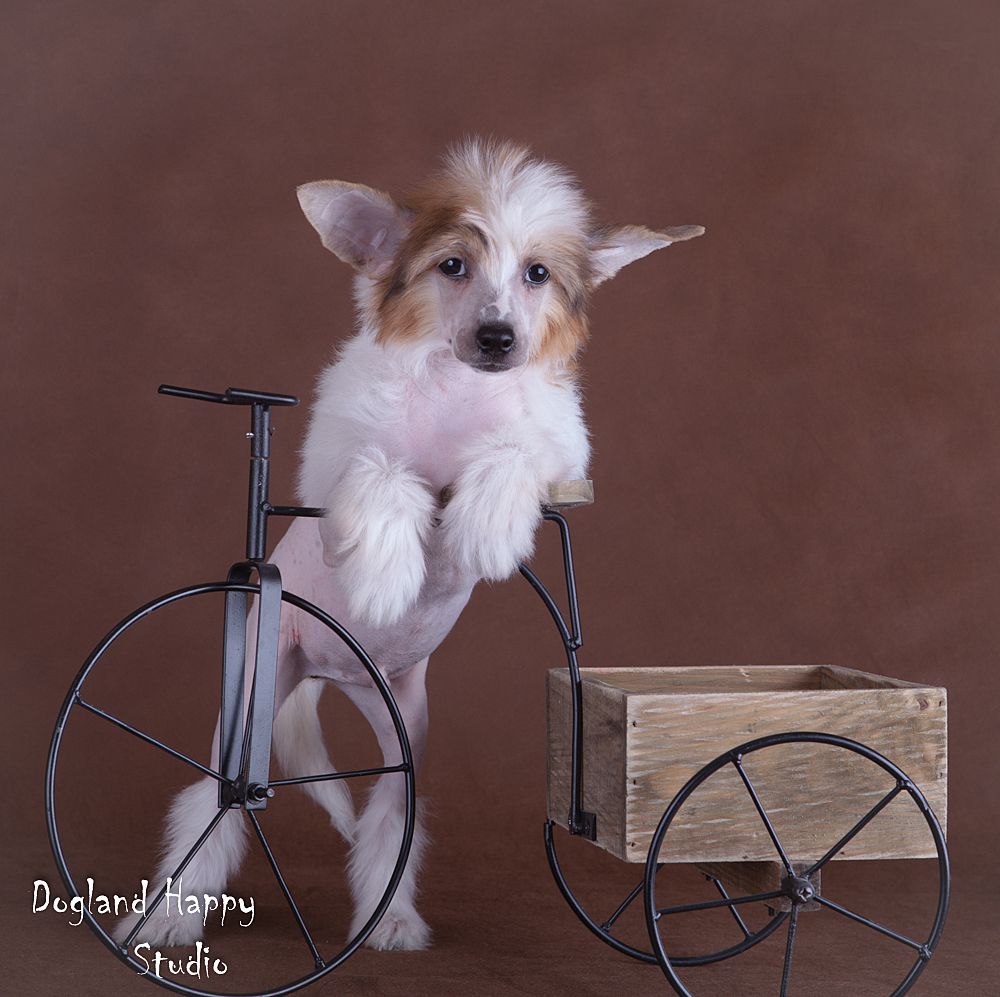 Dogland Happy  Luke Skywalker