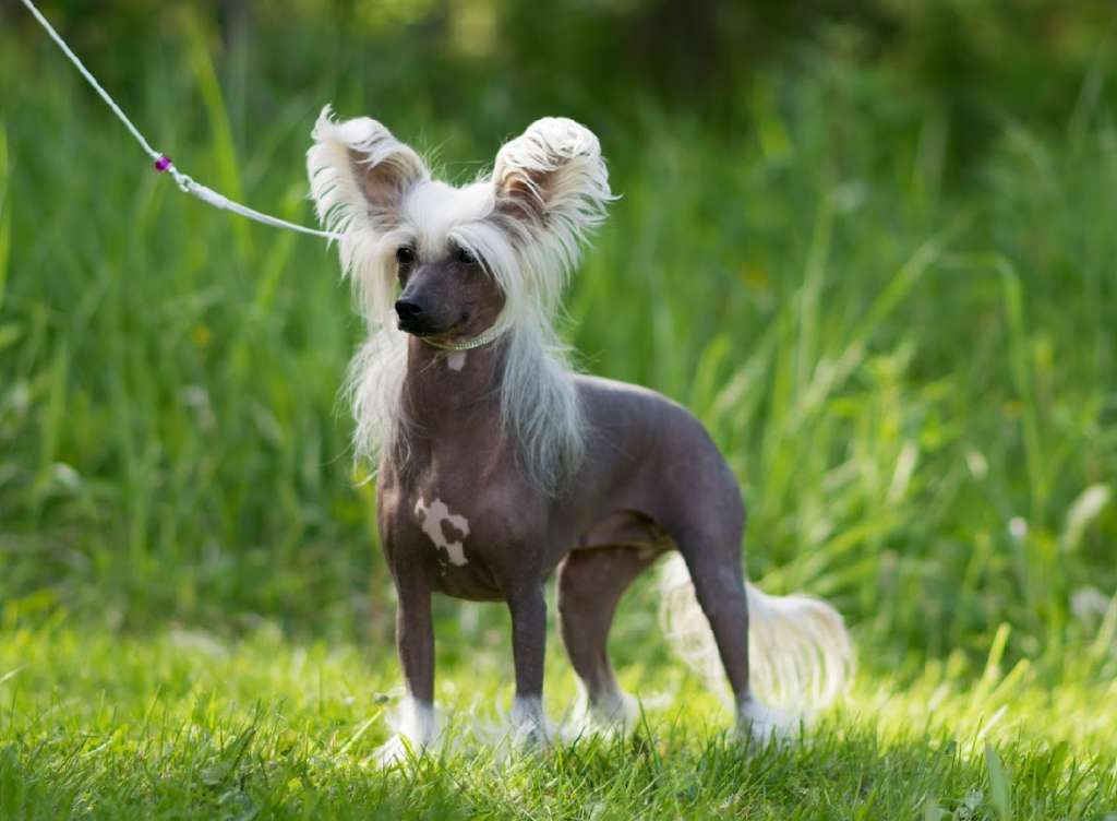 Artic Flyer's Skweeze Me, Pleeze Me