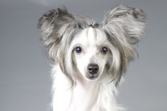 Nefertari Mary-EN-Mut