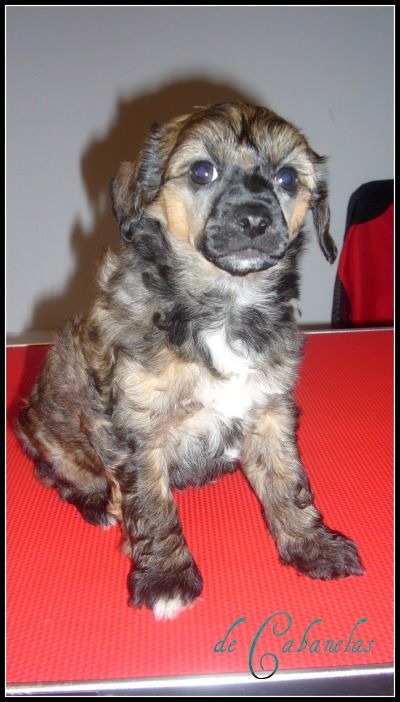 Absolutely Positively de Cabanelas