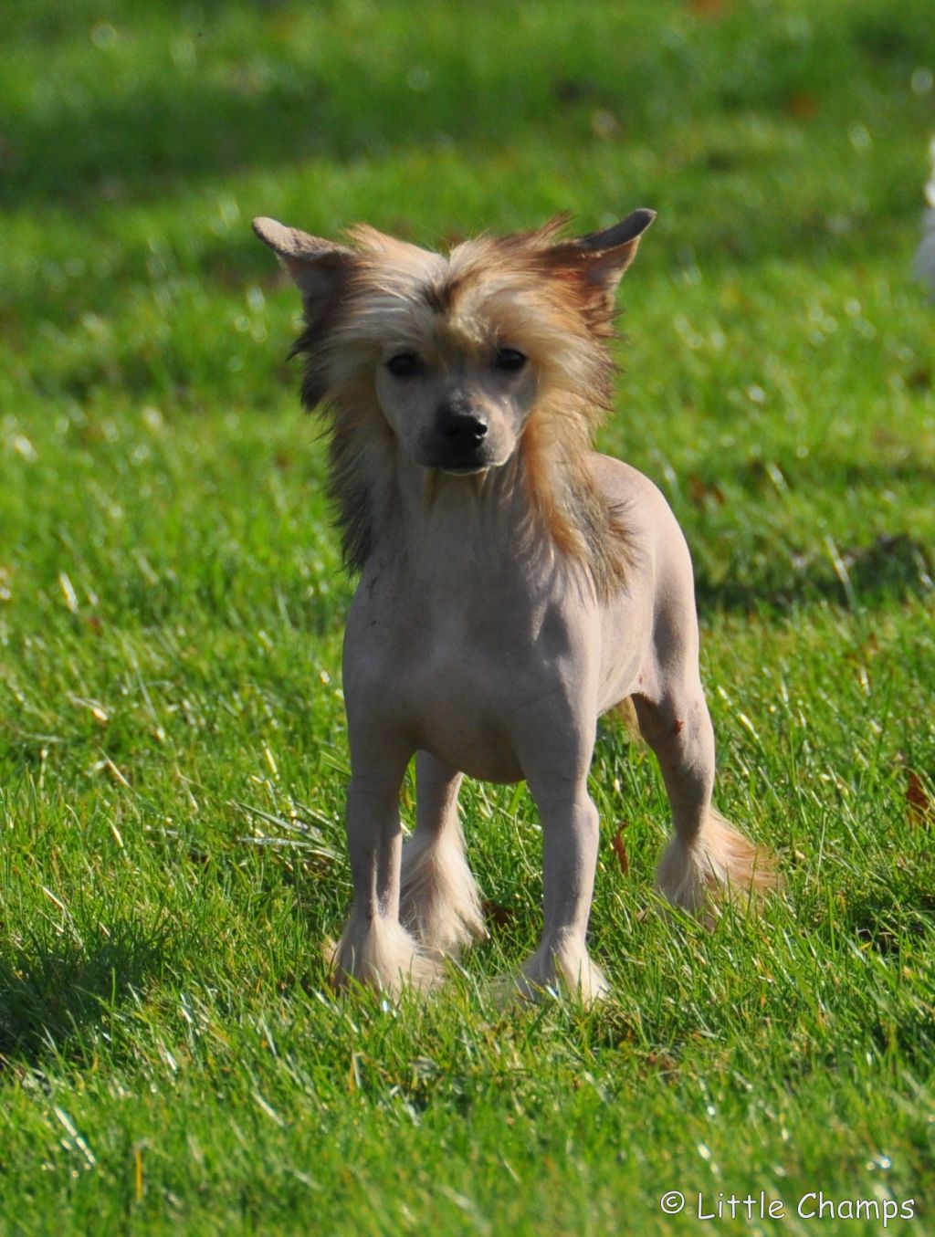 Picture