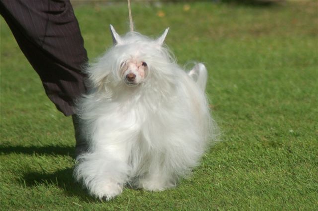 koreke Jubilare Bai Hu With Xioma