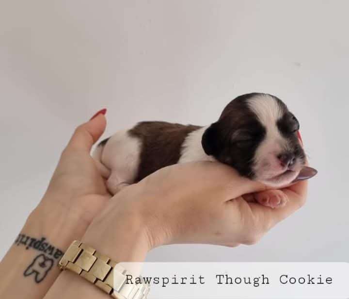 Rawspirit Though Cookie