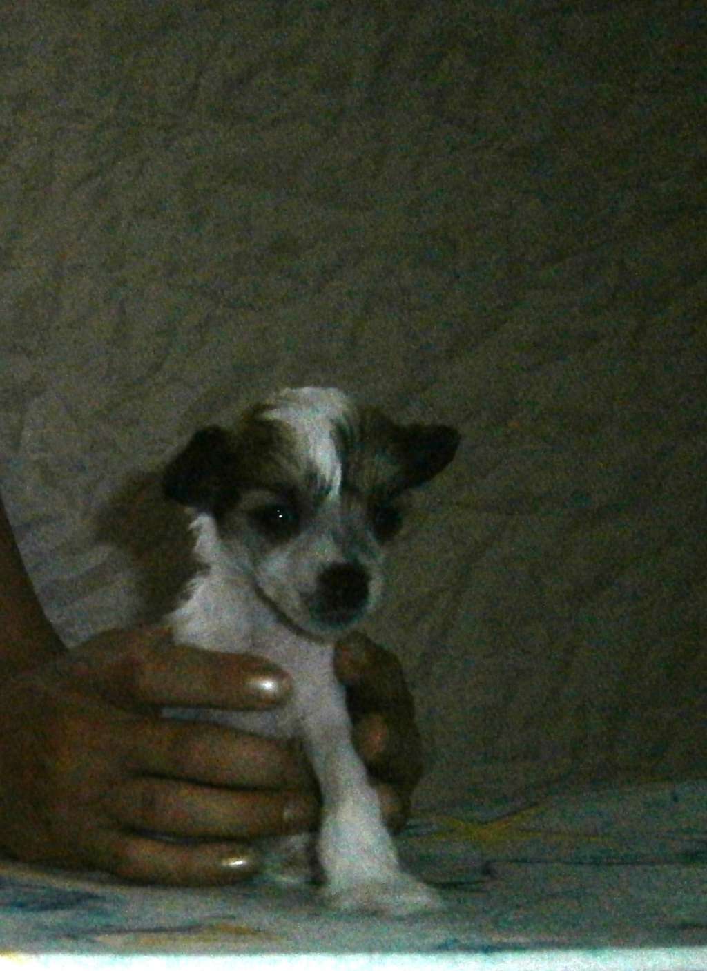 Lina's Beauty Sweet Cherry