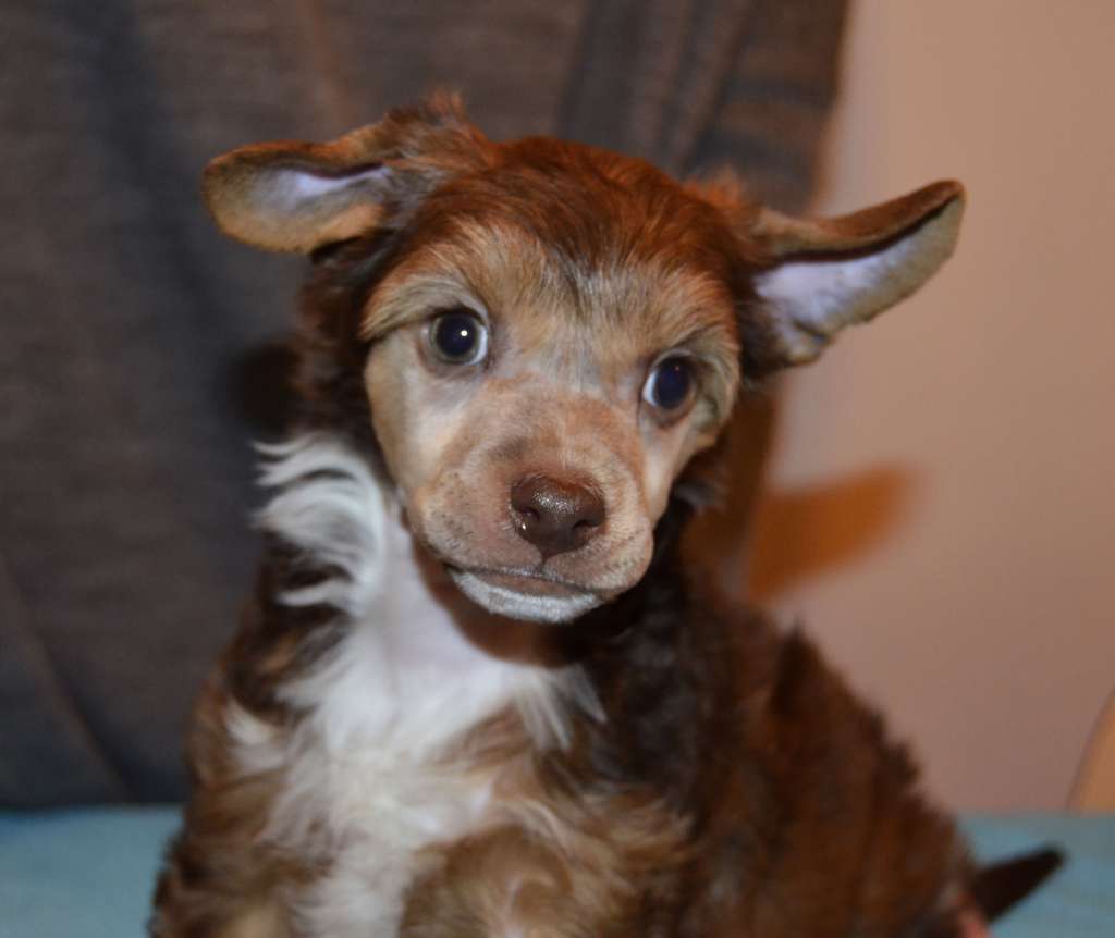 Estillinis Creme Caramel