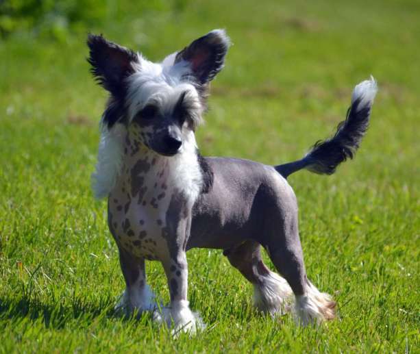 Shandor's Outlaw Ozzy