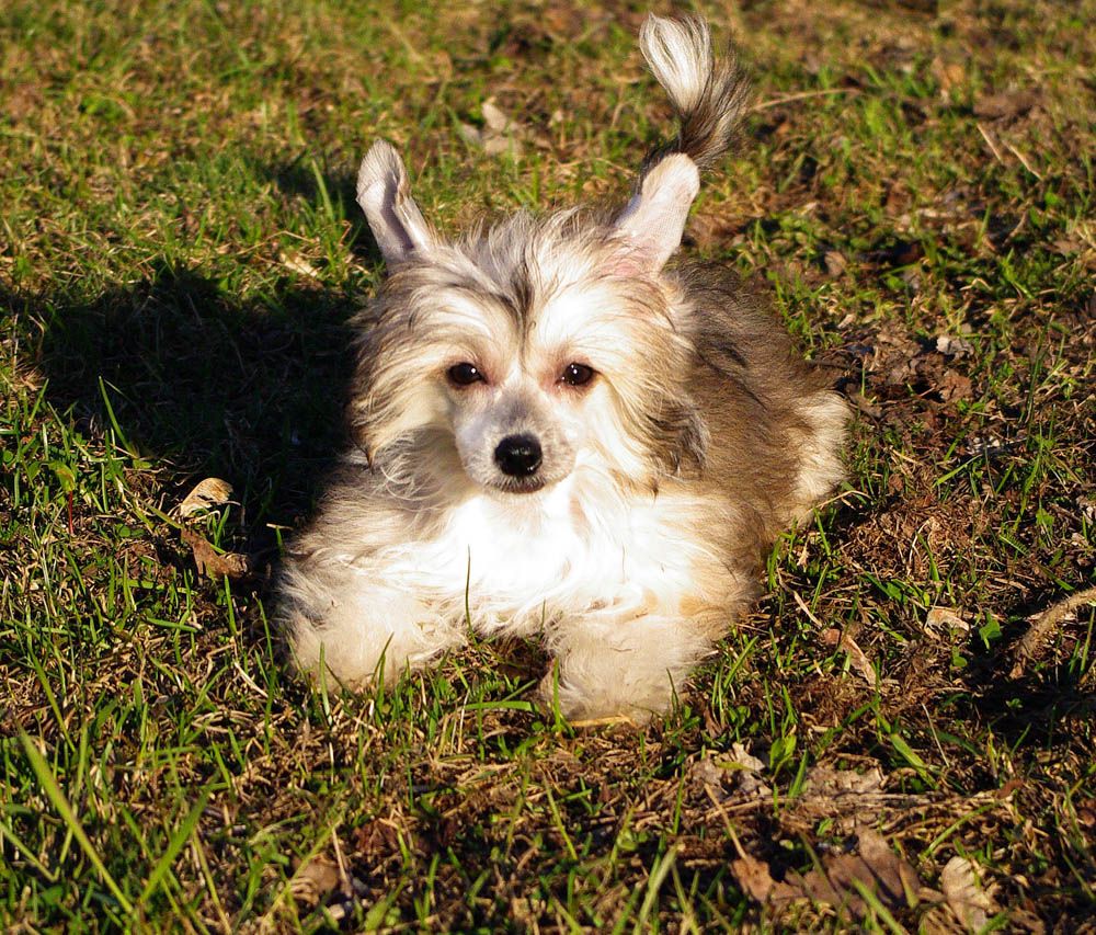 Futureline Felicie ZAFIRA