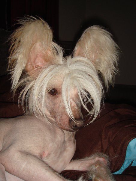 Tippytoes Wermut Bianco