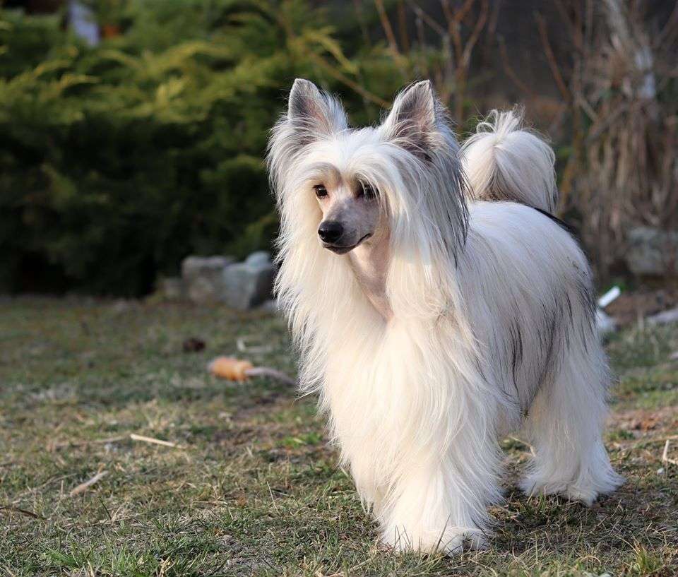 Missandei Surri Queen Malverne