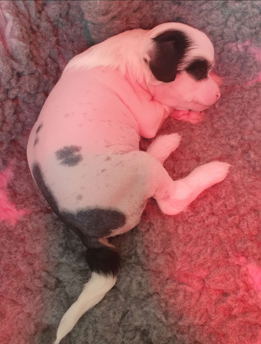 Twice as Nice Sea of Joy