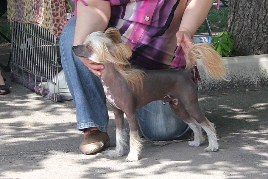 Oks Company Lennox Lewis