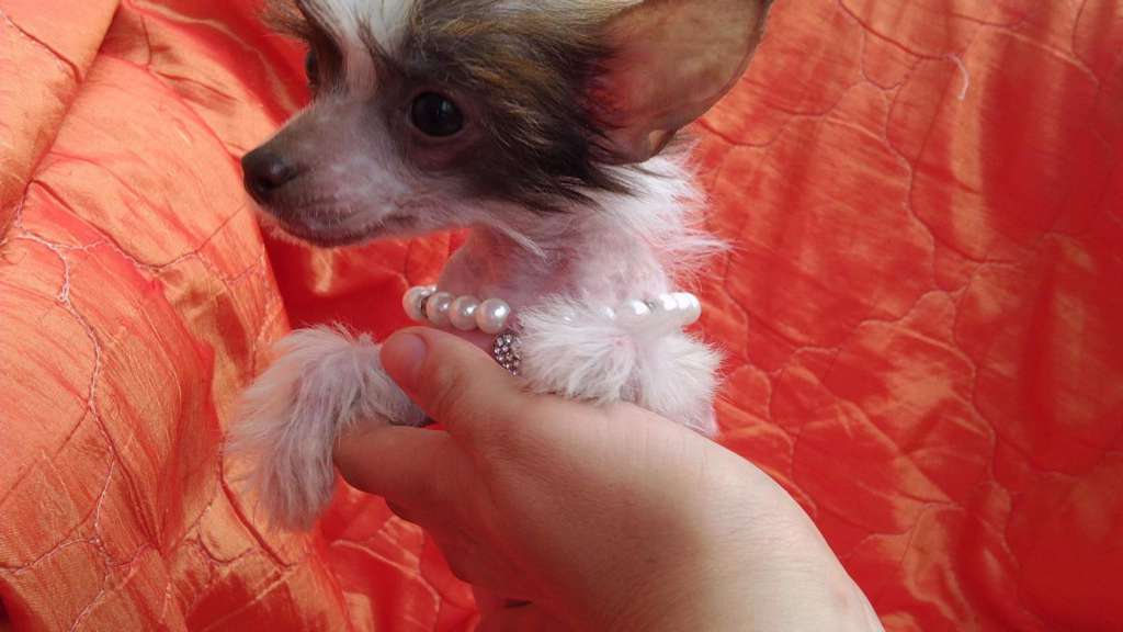 Kanis Ventus Zhemchuzhina