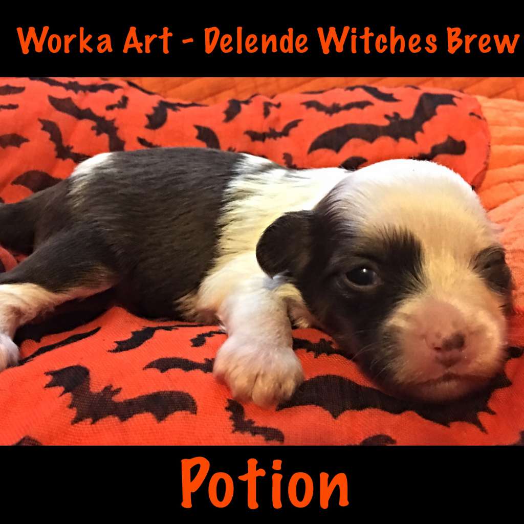 Worka Art - Delende Witches Brew