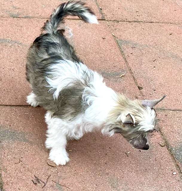 What An Attitude von Shinbashi