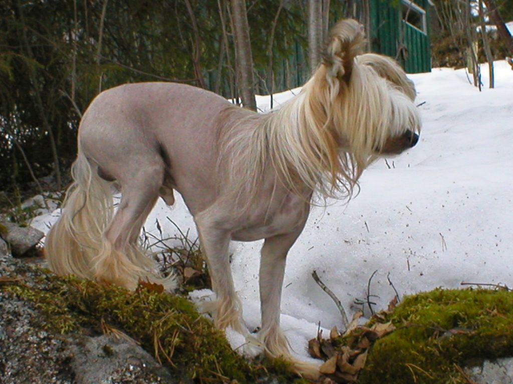 Secret Line's Living Thing