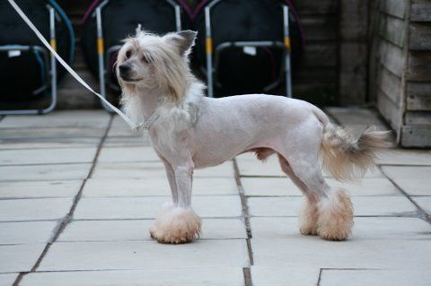 Rodridge Tiger Rag For Dragonskeep