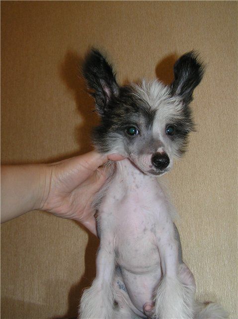 Leon Fleur De Lis Michchi