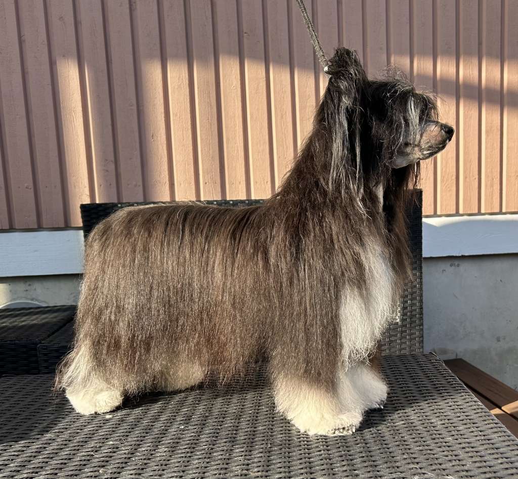 Kultapaimenen Believing In Your Dreams