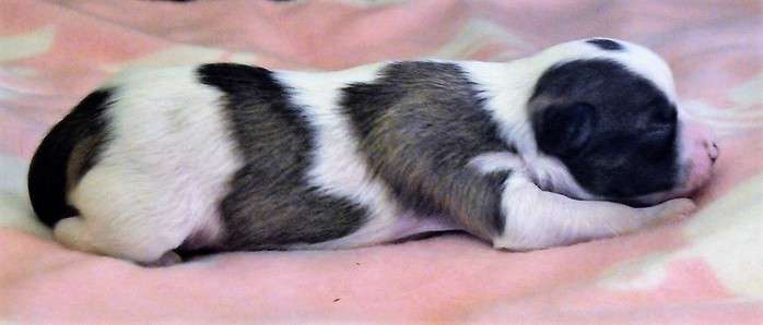 Diana Modrá Laguna Moravia