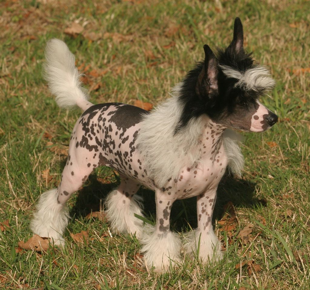 Sulky dragon de Almamasan