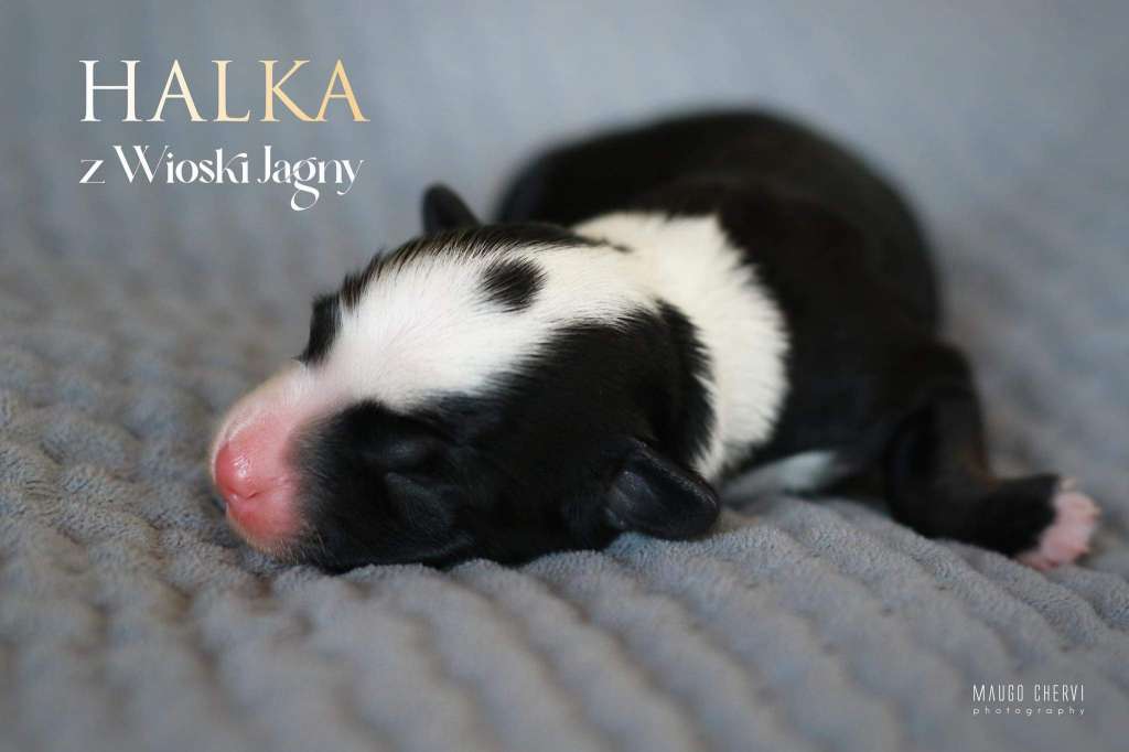 HALKA z Wioski Jagny (fci)