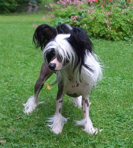 Crestwood Juicy Rumour