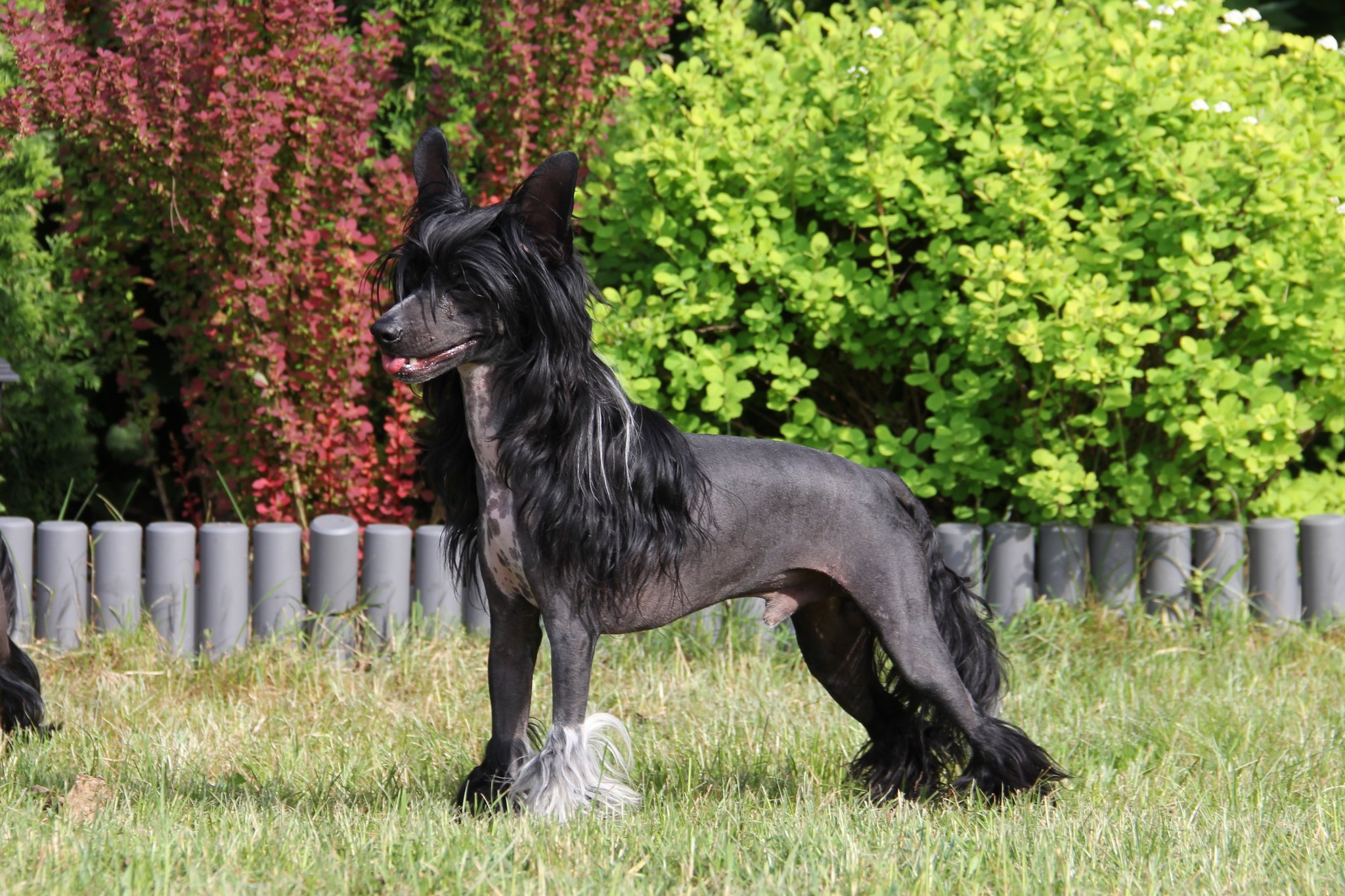 Dark Shaggy So Close to Blue