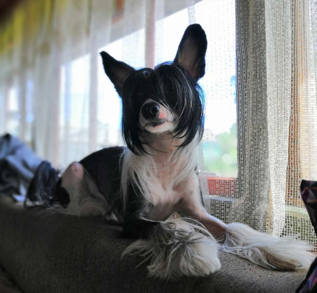 Sofiris Show Marques De Riscal