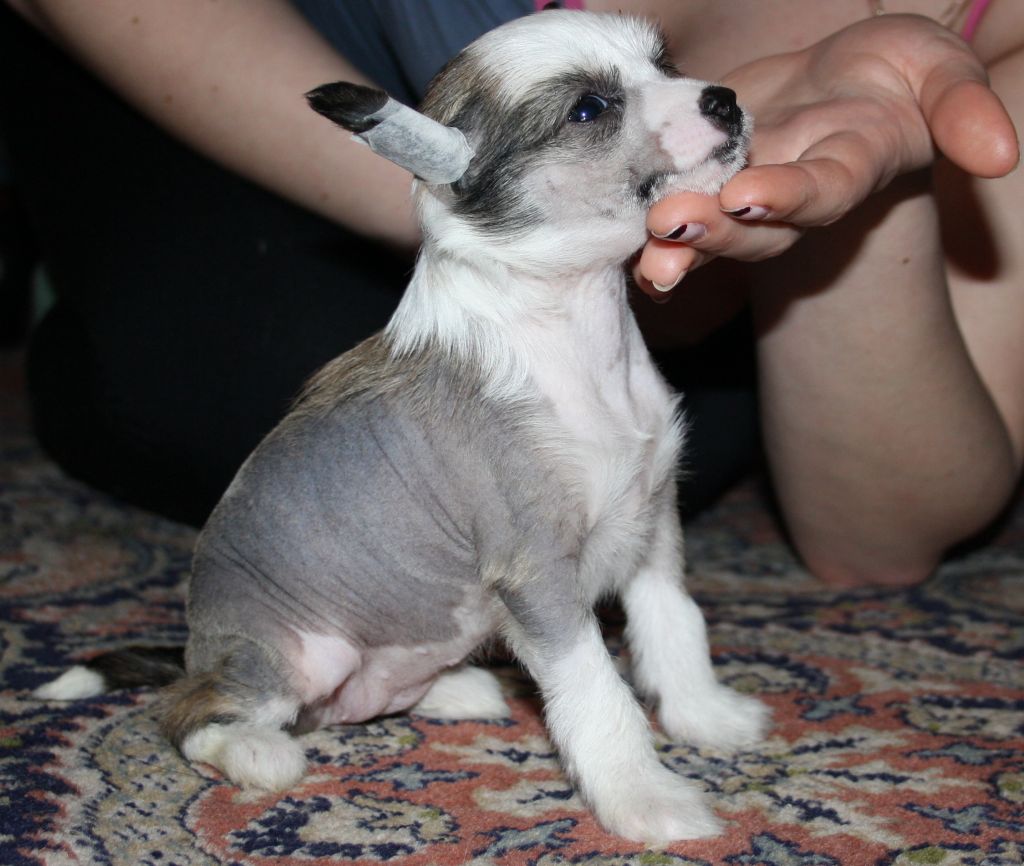 Etual Asandant Businka