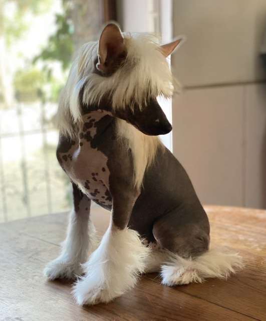 T. Gee von Shinbashi