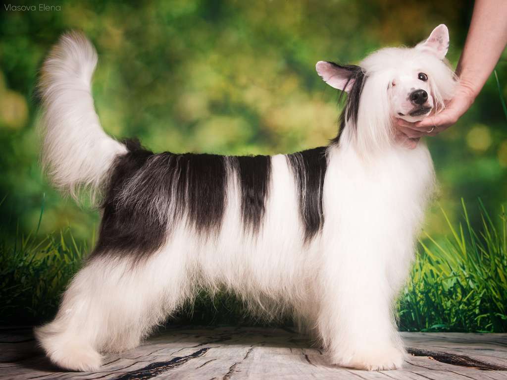 Premier Mari Odissey