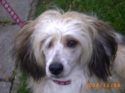 Gambit Powder od Chlpíku