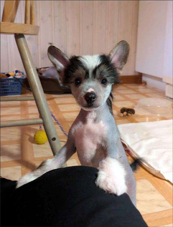 Bellatrix Luckycharm Hubble