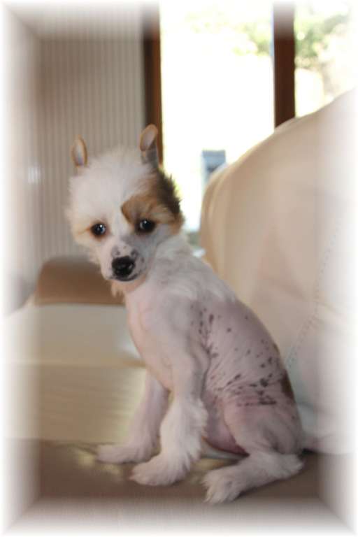 Lonely Farmer Lollipop des Zéphyrs de l'Olympe