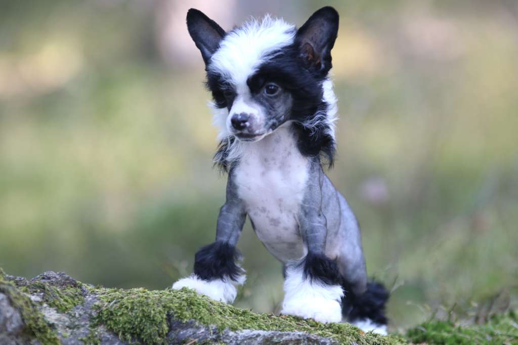 Can't Hold Us Princes de la Roses