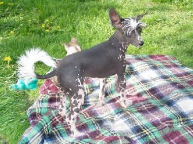 Flipper Flip Slezky Sen