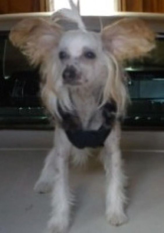 Julie's Precious Hit The Lights