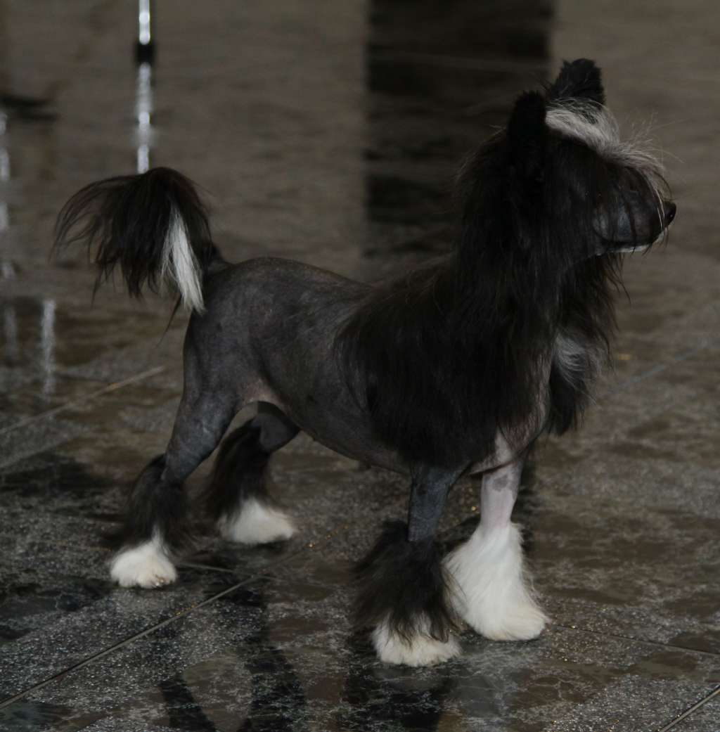 Premier Mari Jeorgette