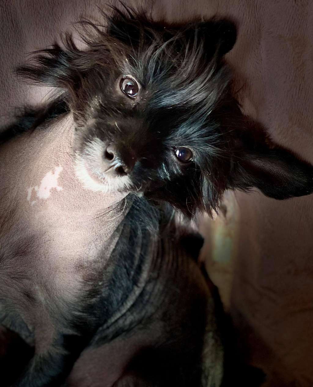 Beauty Incomparable  Valuable Gift