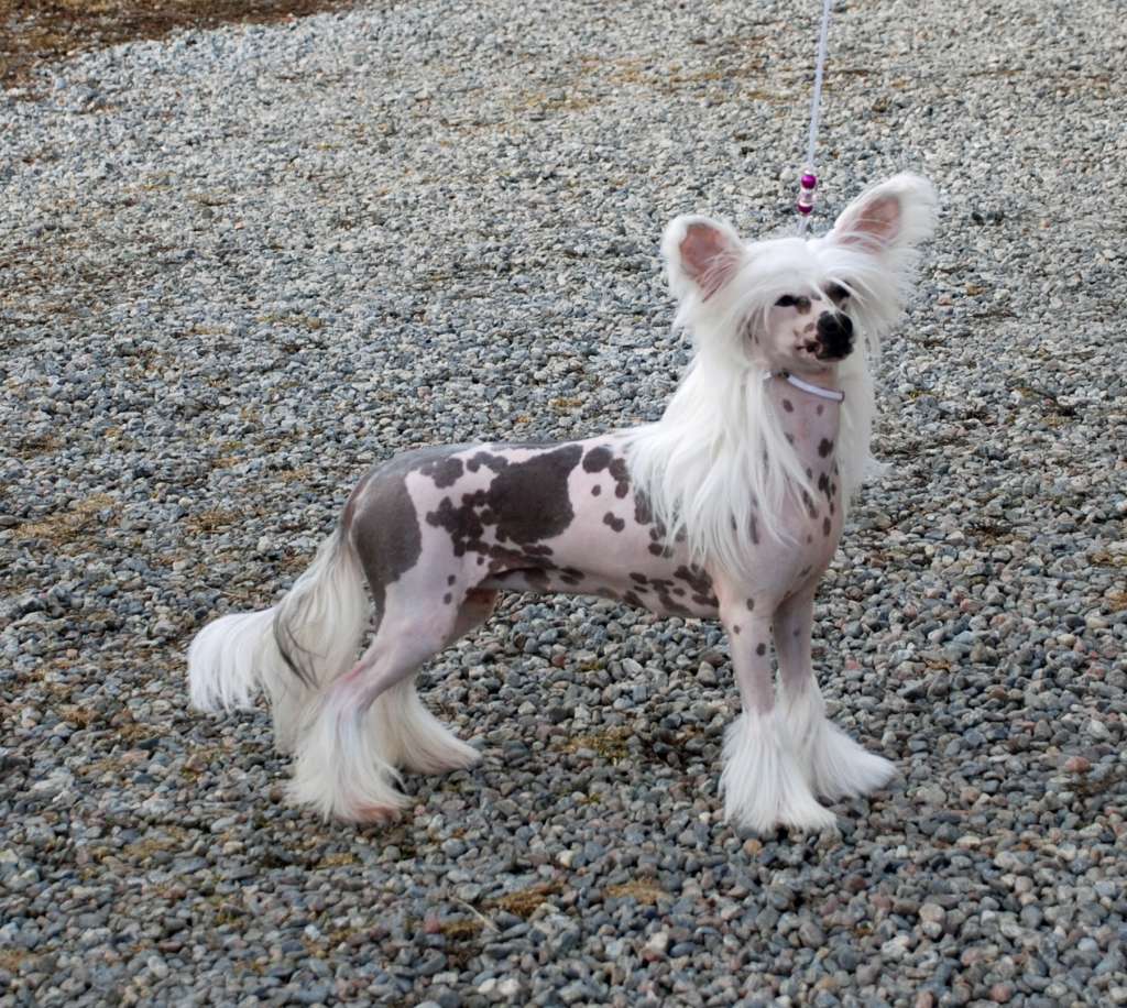 Suanho's Queen Quimbaya