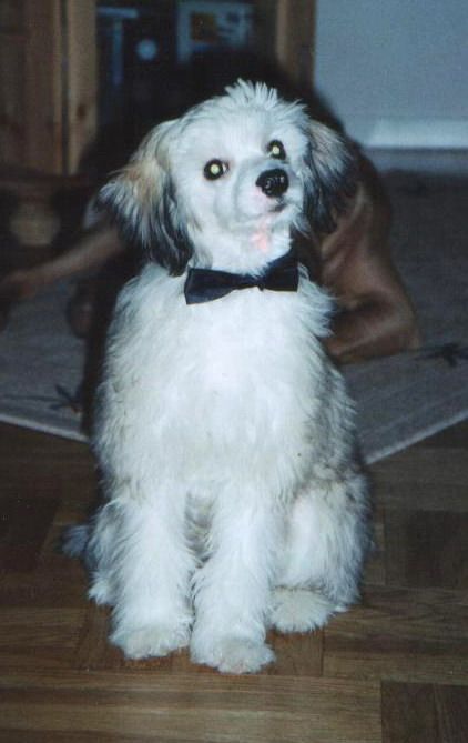 Twice As Nice Coyote