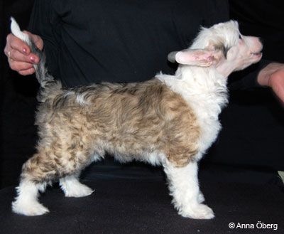 Bed'ykins Glam-rock's Coquette