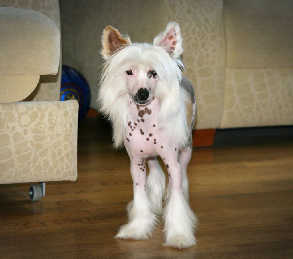 Olegro Katrin Iriska