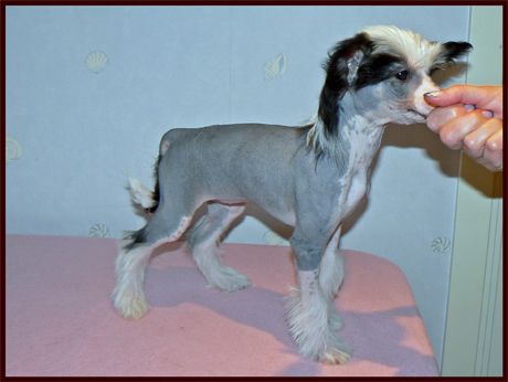 CrestnSpots Dear Me!