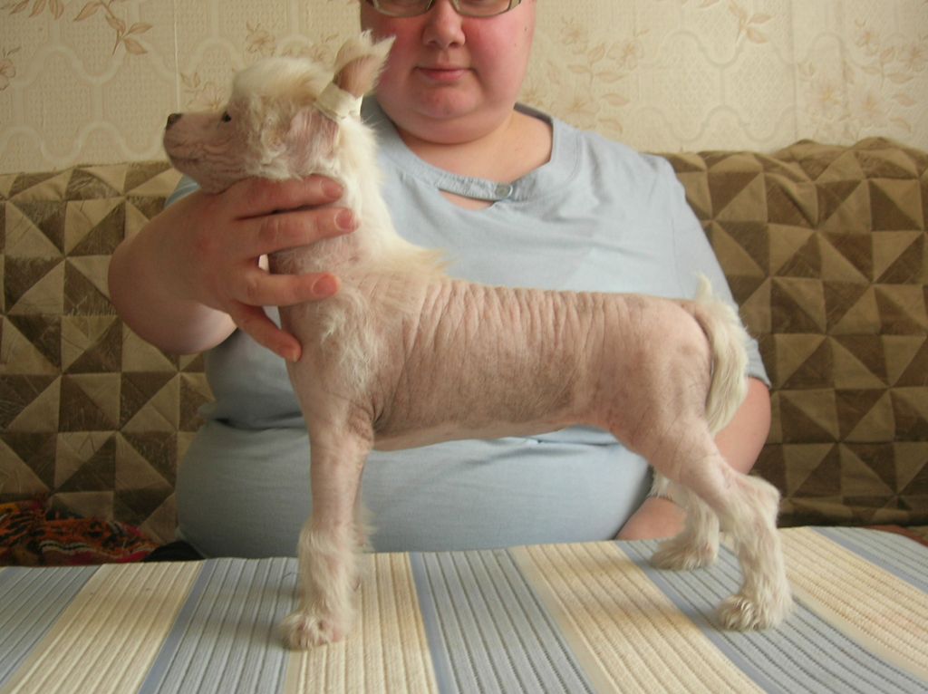 Rovanni Dgokattolo Roza Blazi