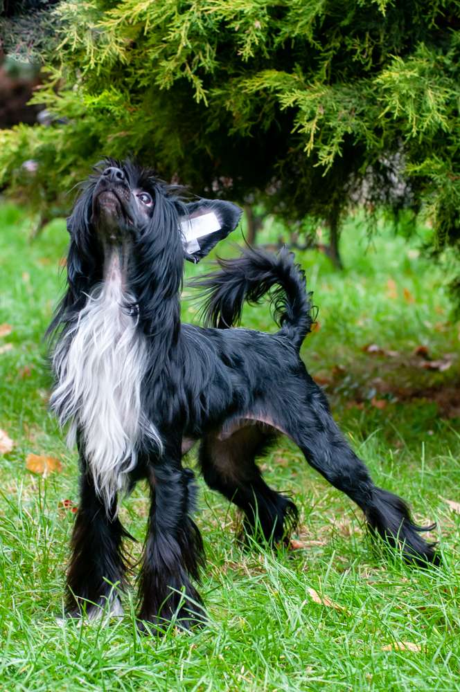 Jotaro The Best Dog For Me Fci